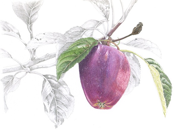 Lady's Finger of Bleddington