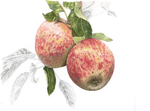 Tydeman's Late Orange