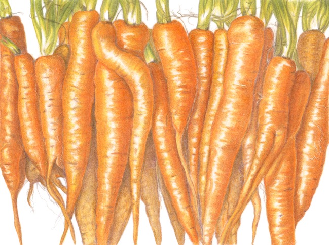 Carrots