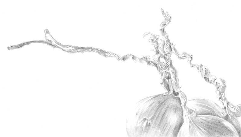 Onion tops (graphite)